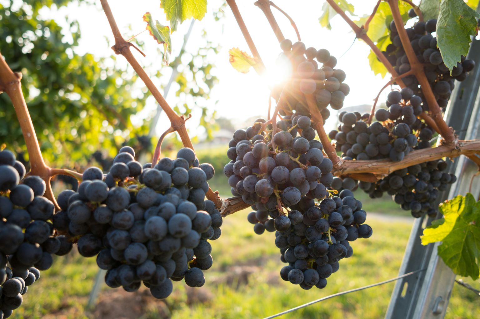Reife Trauben hängen in der Sonne an Weinreben, umgeben von grünem Blattwerk.