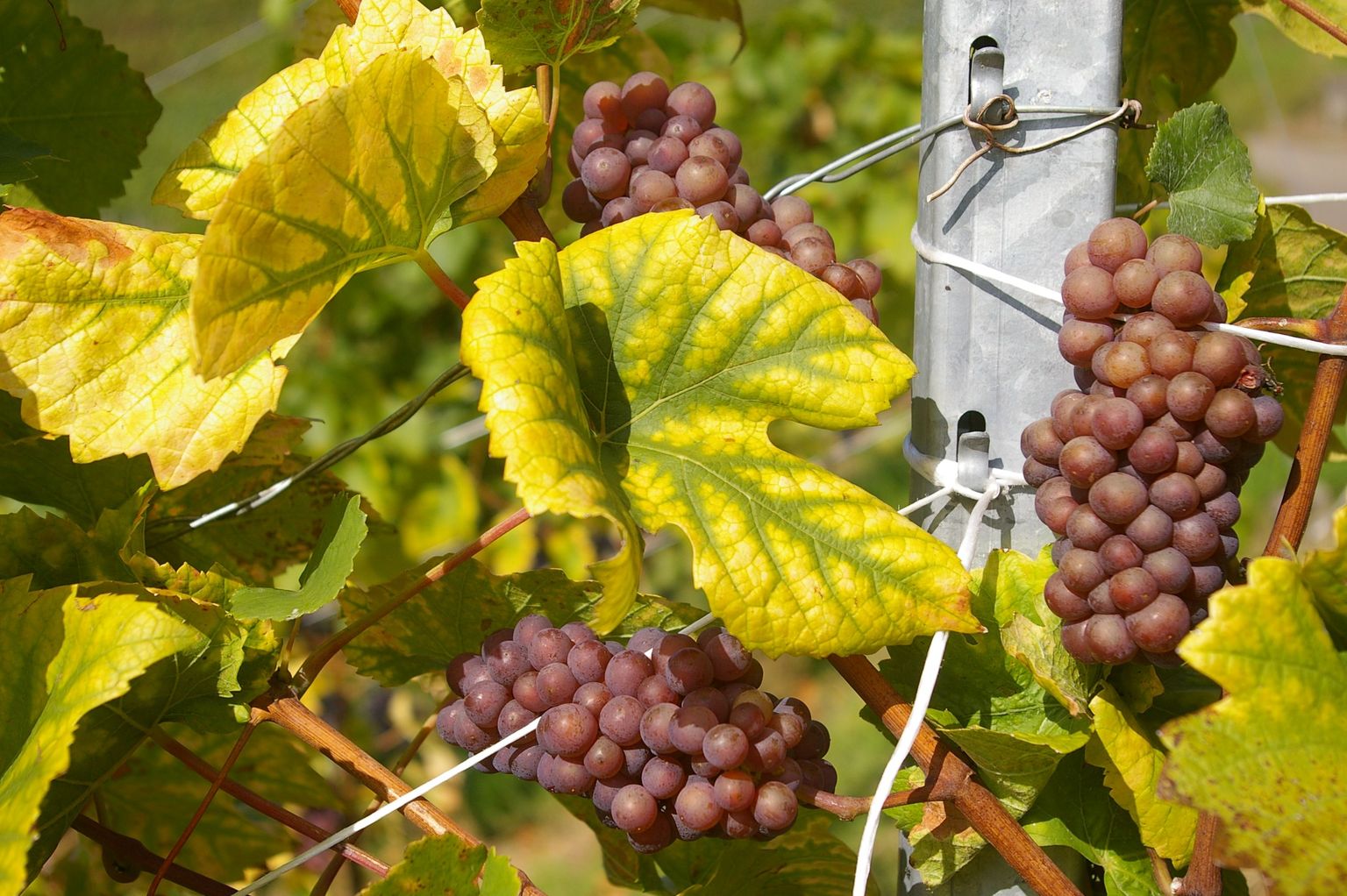 Reife Trauben an einer Weinrebe mit grün-gelben Blättern und Rankhilfe.