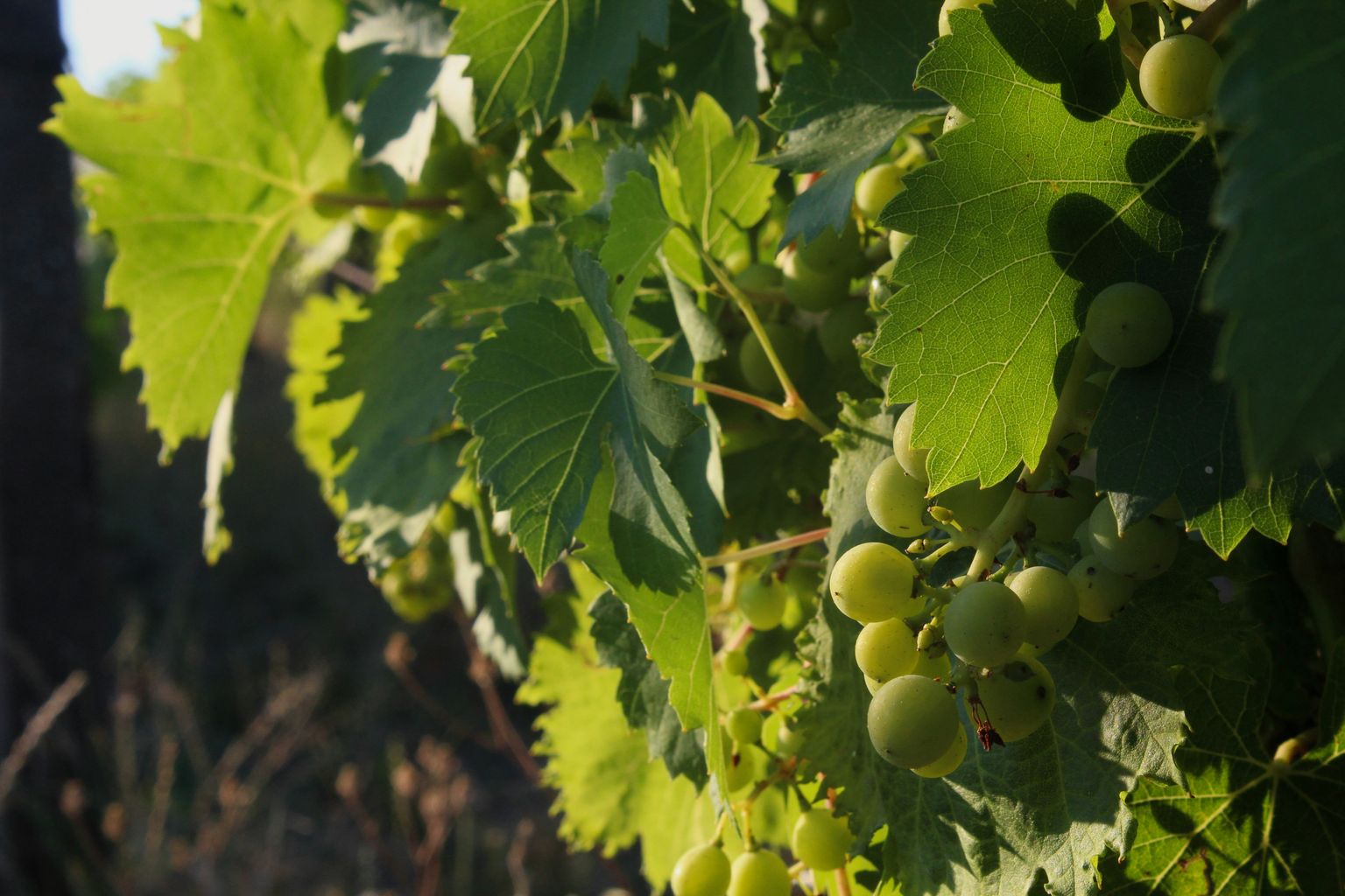 Frische grüne Weinrebe mit unreifen Trauben und glänzenden Blättern in der Sonne.