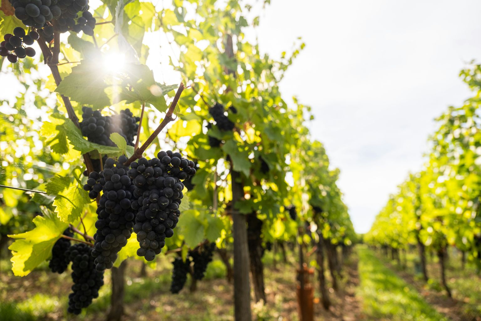 Reife Weintrauben an sonnigen Weinreben in einem grünen Weinberg.