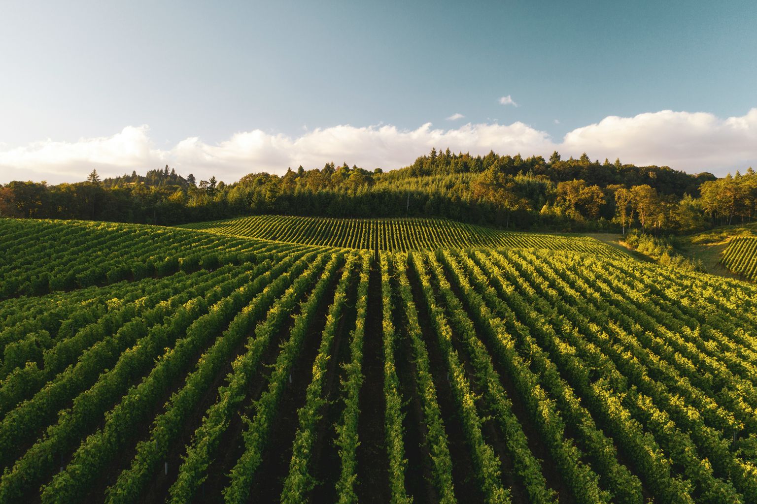 Weinberg mit geordneten Rebenreihen unter blauem Himmel und grünem Hügel im Hintergrund.
