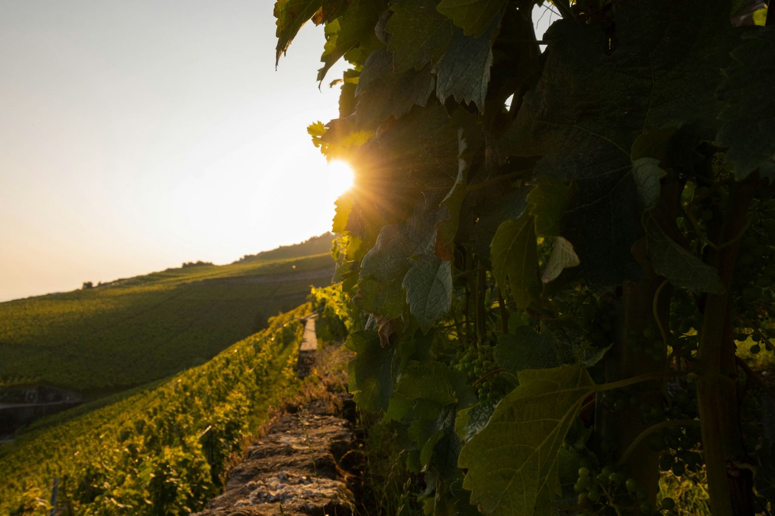 Sonnenuntergang über sonnenbeschienenen Weinbergen mit grünen Reben.