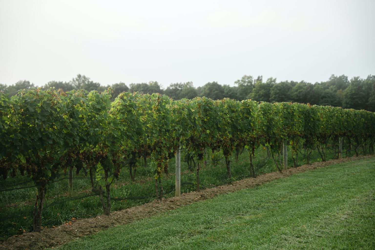 Grüne Weinreben in ordentlichen Reihen auf bewirtschaftetem Feld mit Wald im Hintergrund.