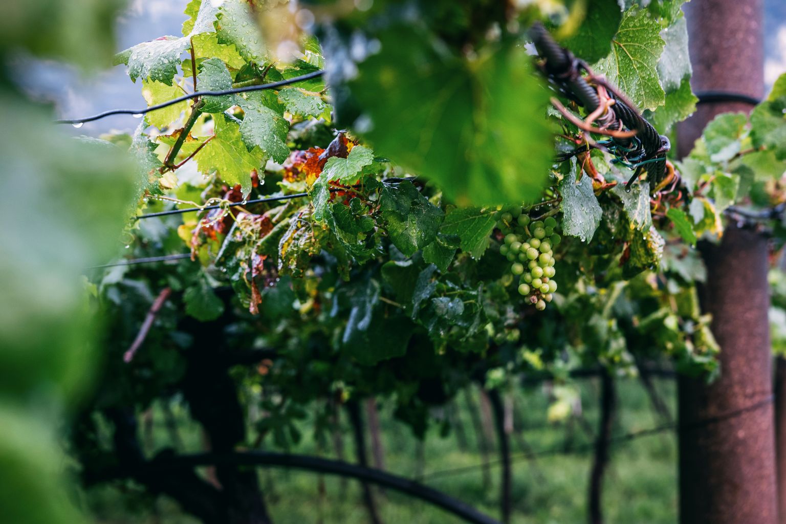 Reife Trauben an Weinreben mit grünem Laub und Insektenbesuch.