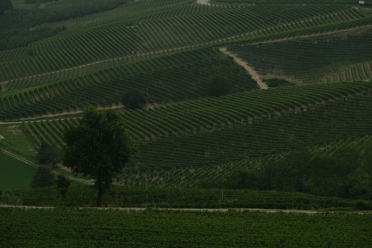 Aussicht über terrassierte Weinberge mit schmalen Wegen und einzelnen Bäumen.