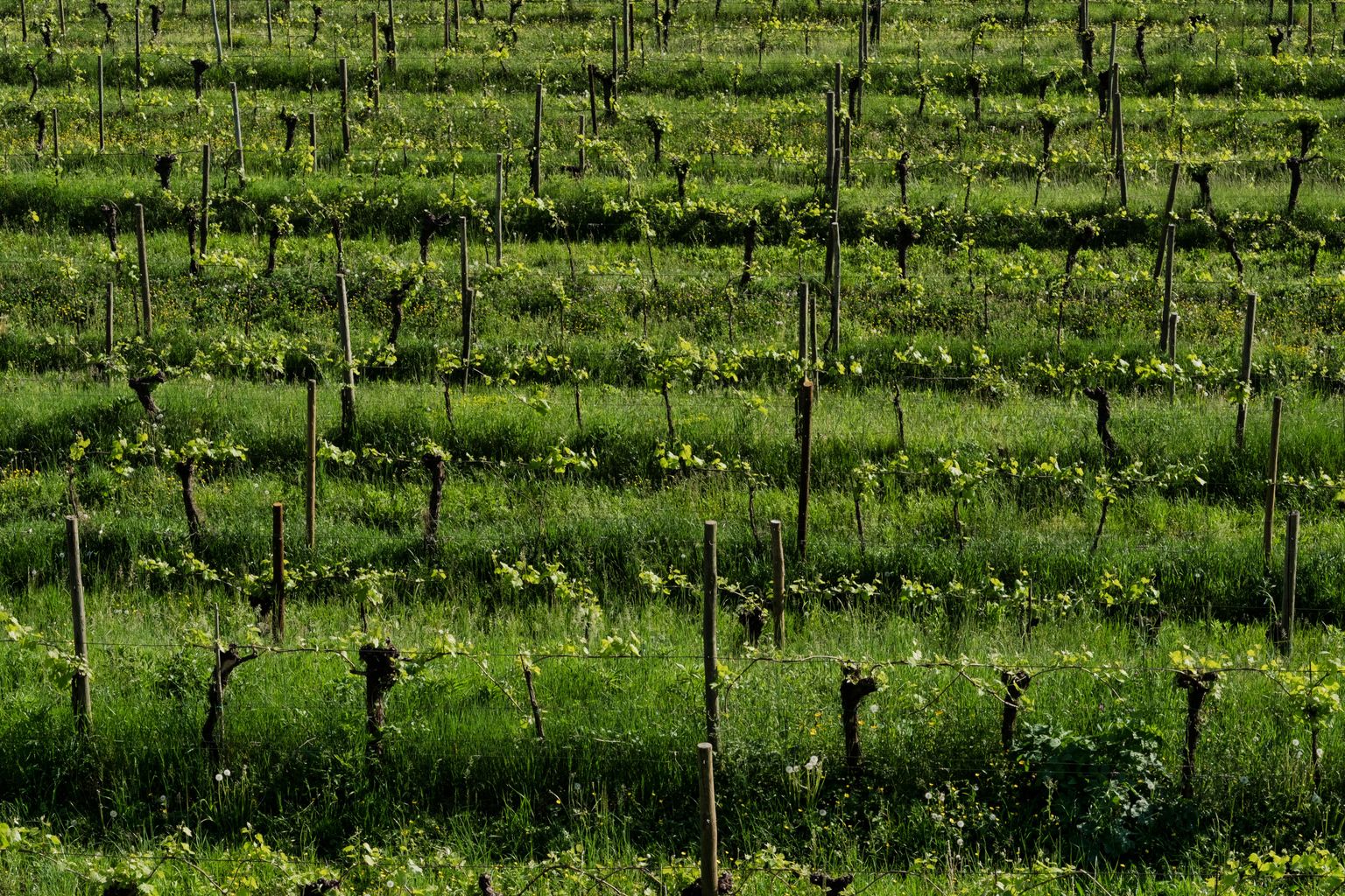 Grüne Weinreben in ordentlichen Reihen auf einem bewirtschafteten Weinberg.