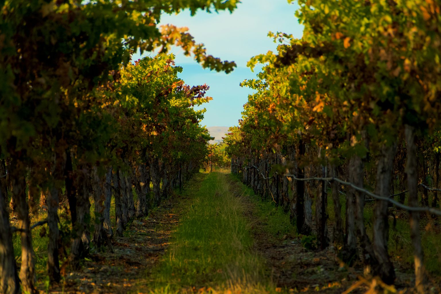 Sonnenbeschienene Weinreben in malerischer Weinberglandschaft mit Pfad.