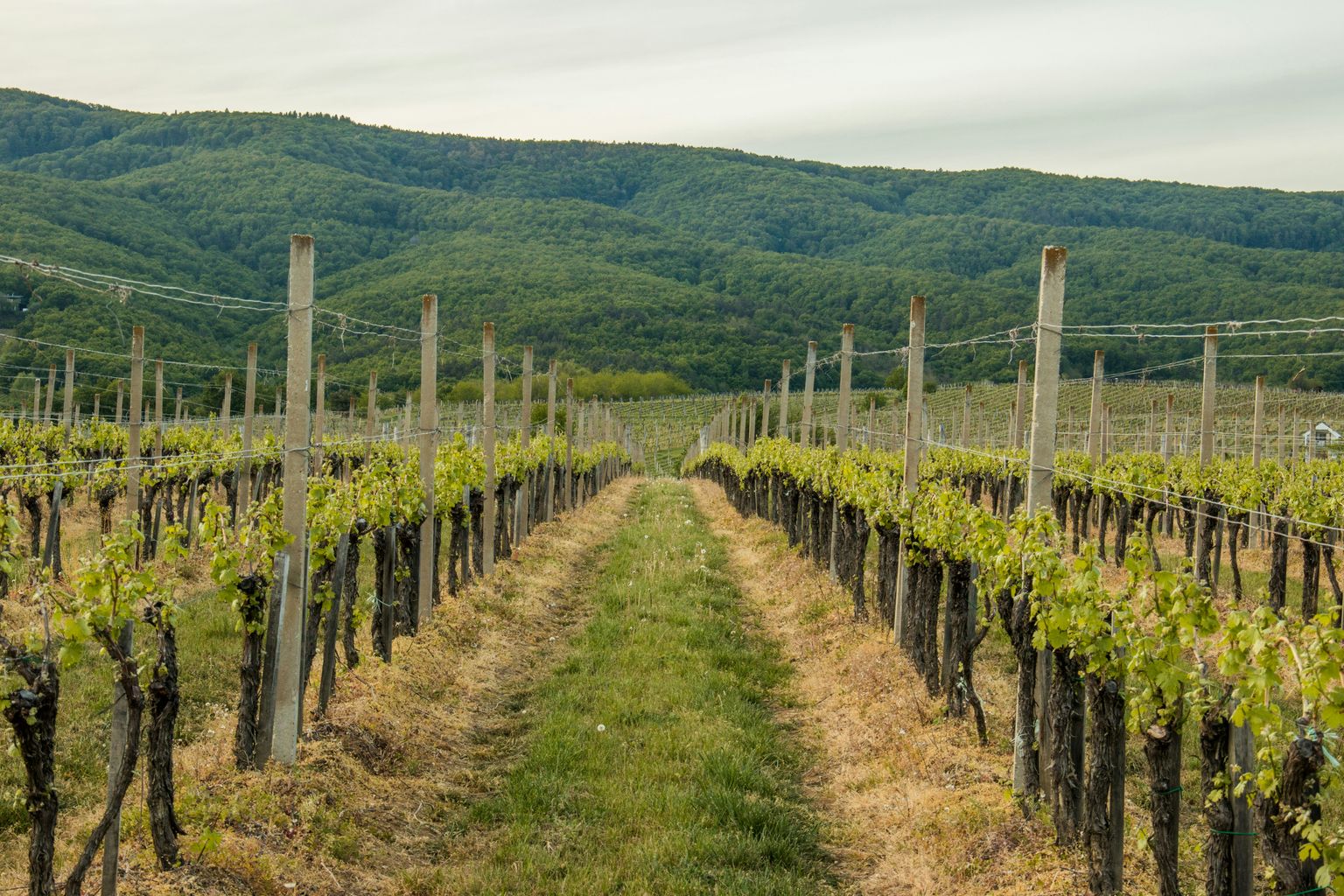 Reihenweise Weinreben in hügeliger Landschaft mit Stützgerüsten und grünem Hintergrund.