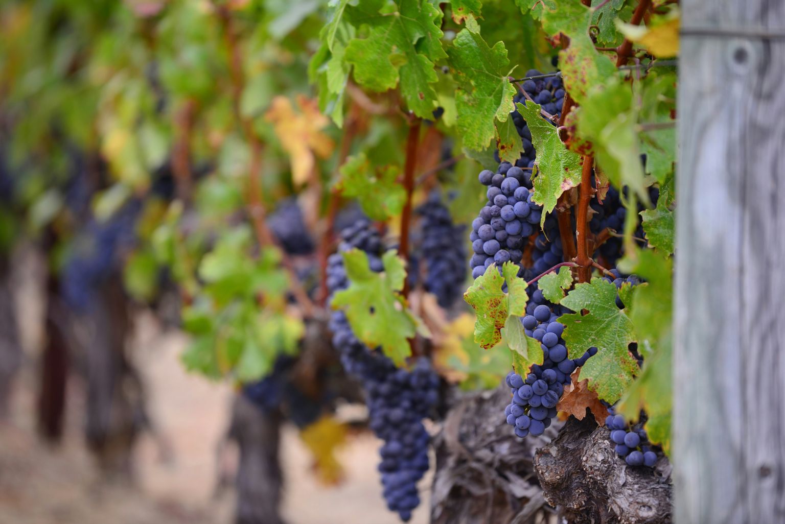 Reife Trauben hängen an grünen Weinreben in sonnigem Weinberg.