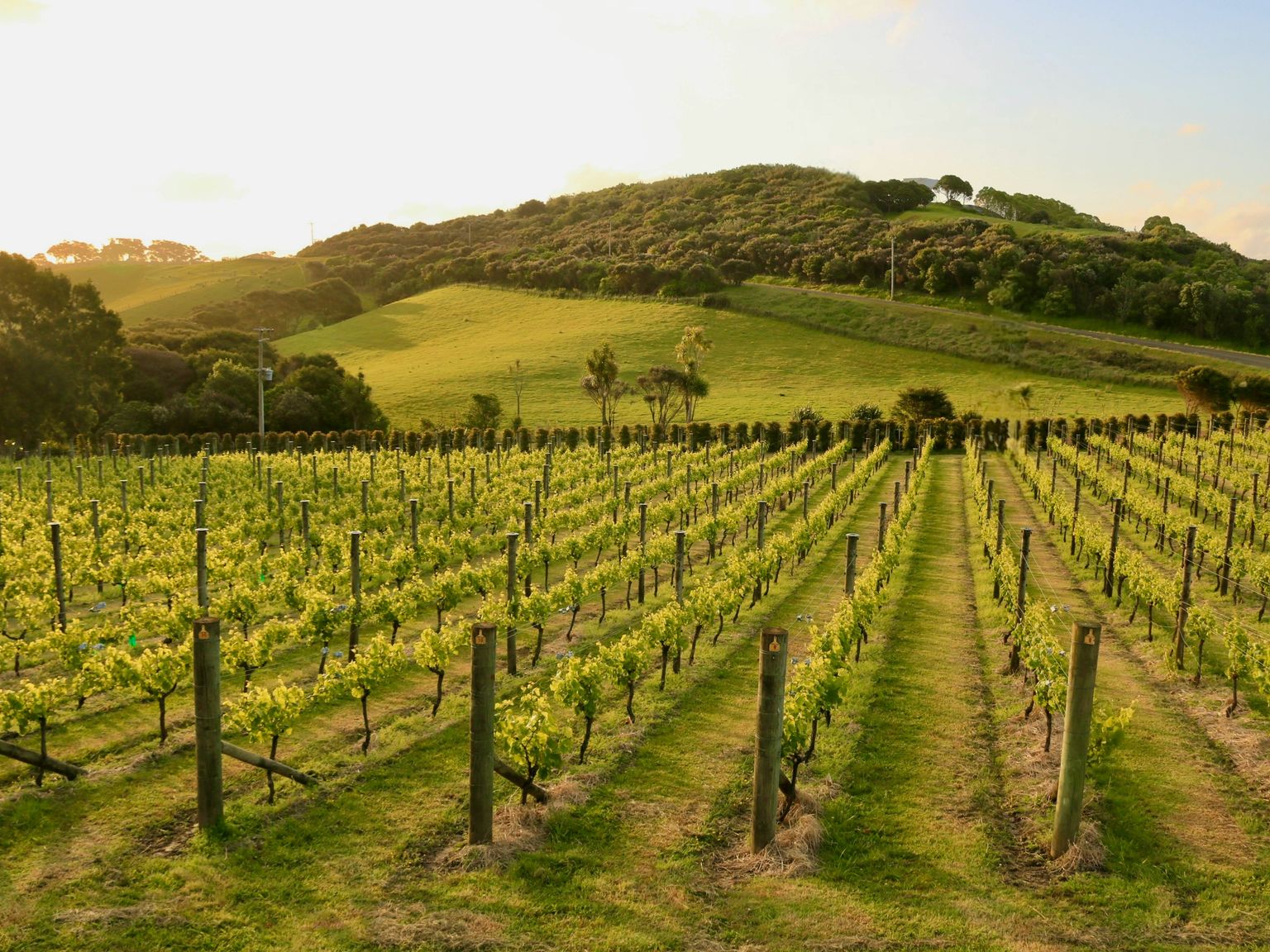 Weinberg mit ordentlich gepflanzten Reben bei Sonnenuntergang, hügelige Landschaft.