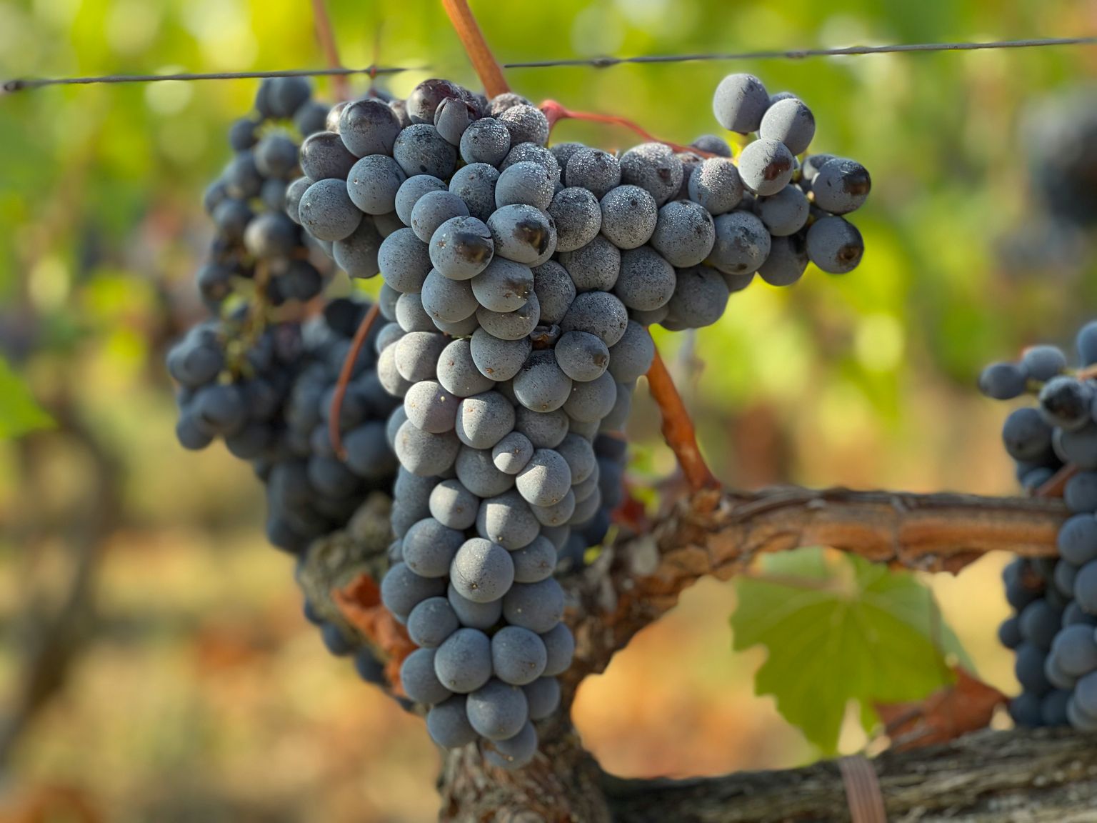 Reife Trauben hängen an einer Weinrebe im sonnigen Weinberg.