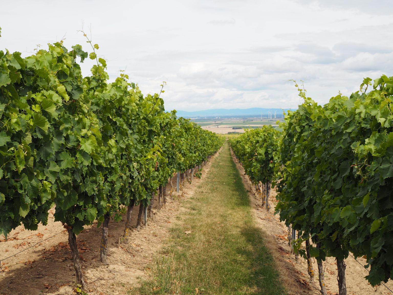 Reihenweise Weinreben in sonniger Weinberglandschaft mit weitem Blick ins Hügelland.