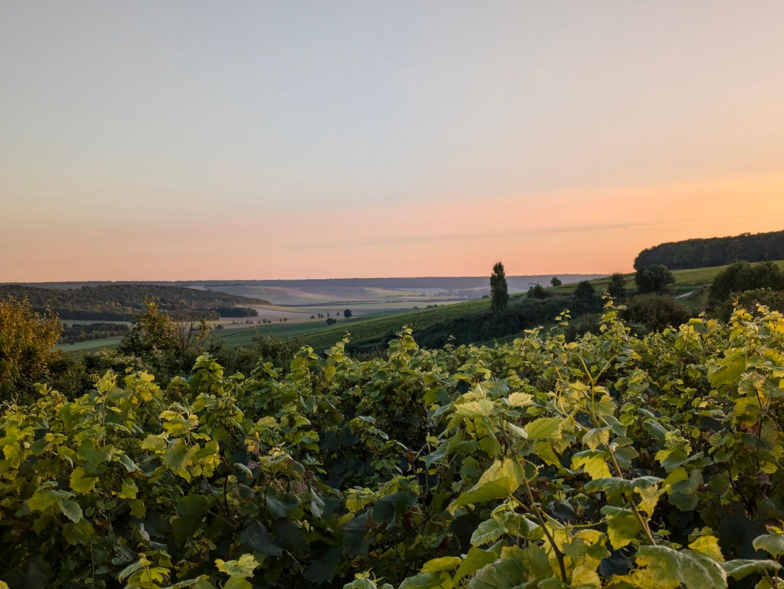 Weinberg bei Sonnenuntergang mit sanfter Landschaft und pastellfarbenem Himmel.