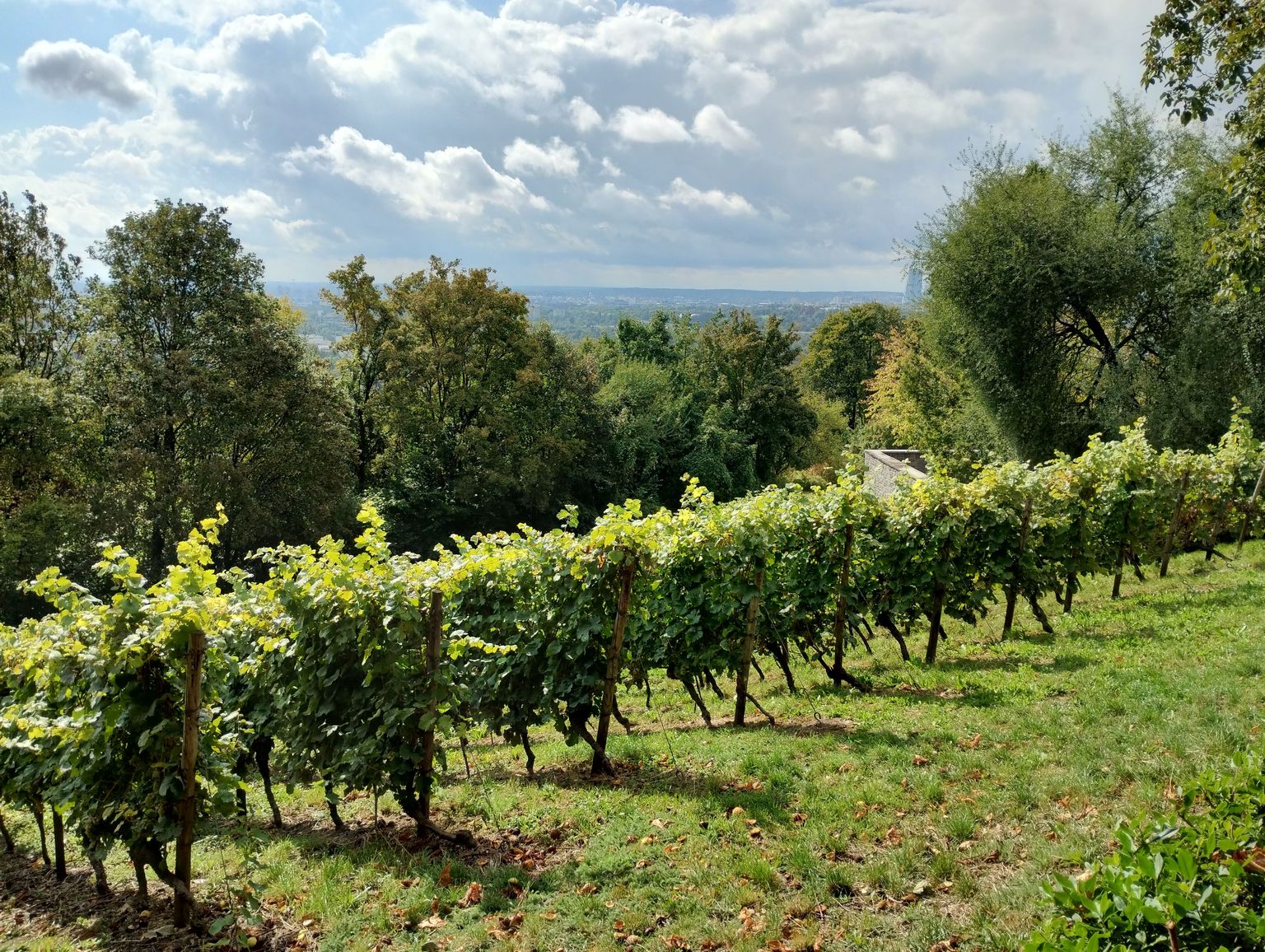 Grüne Weinreben in sonniger Hügellandschaft mit Blick ins Tal unter blauem Himmel.