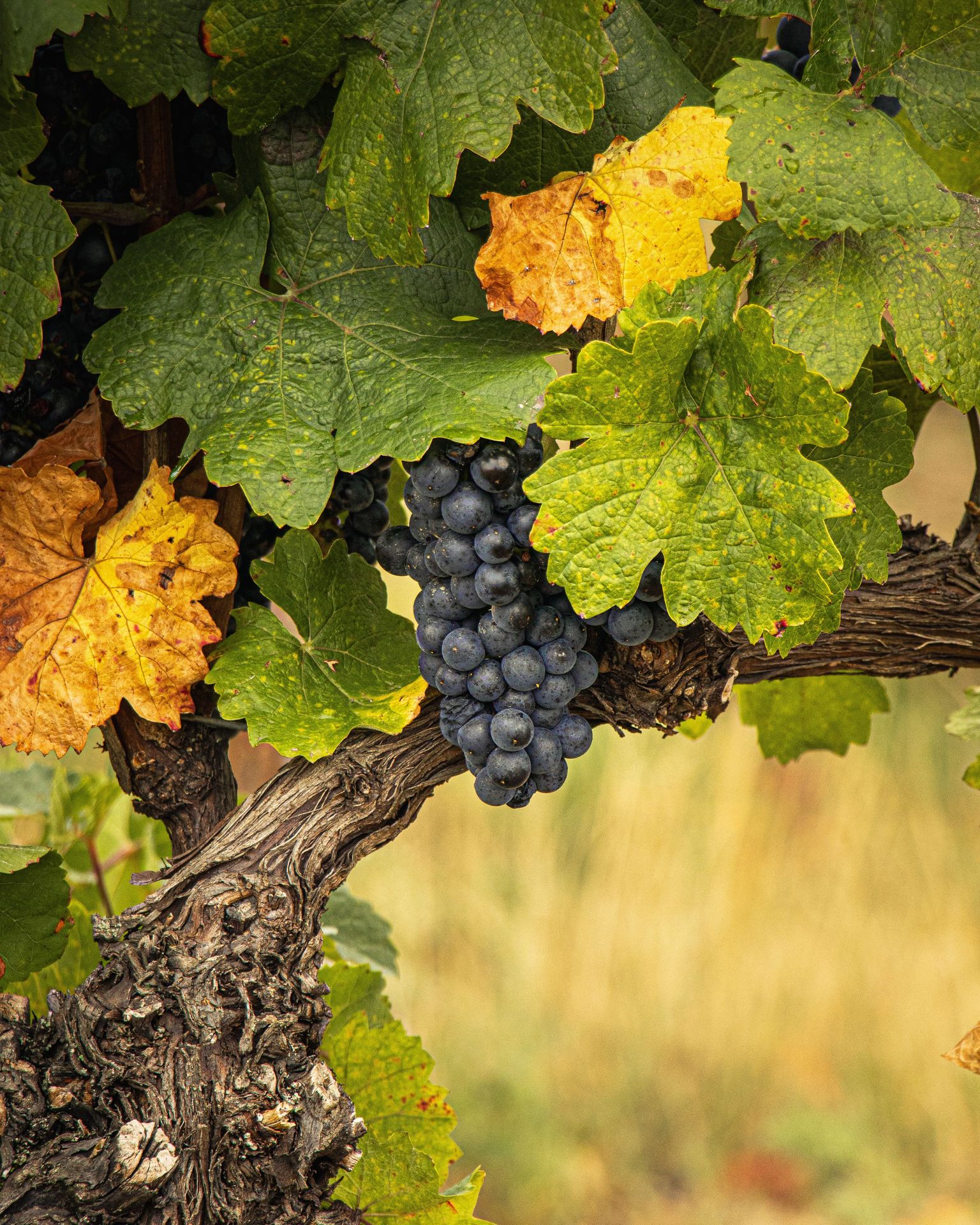 Reife Trauben an einem Weinstock mit bunten Herbstblättern.