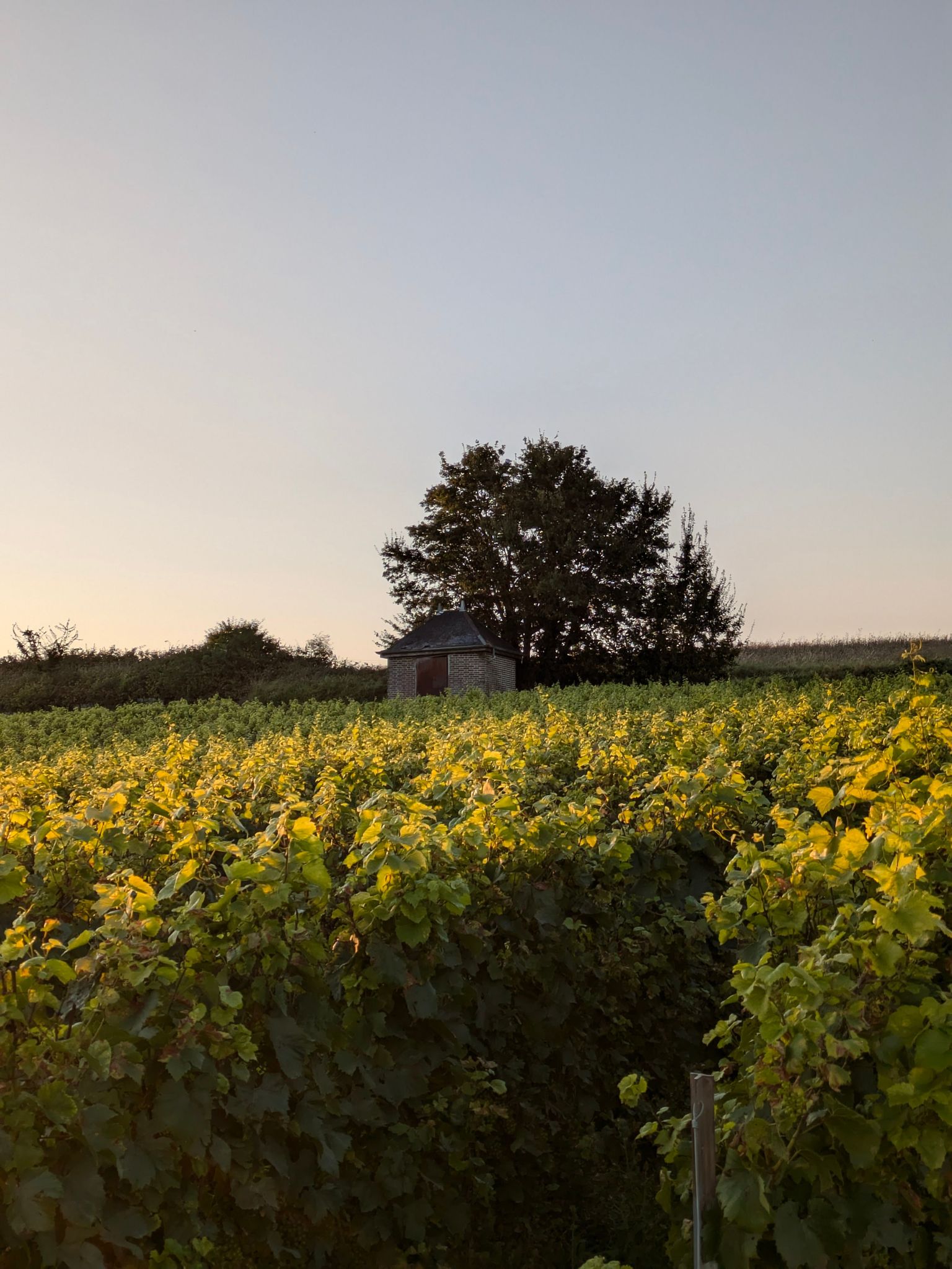 Goldgelbes Sonnenlicht über blühendem Rapsfeld mit kleiner Scheune im Hintergrund bei Sonnenuntergang.
