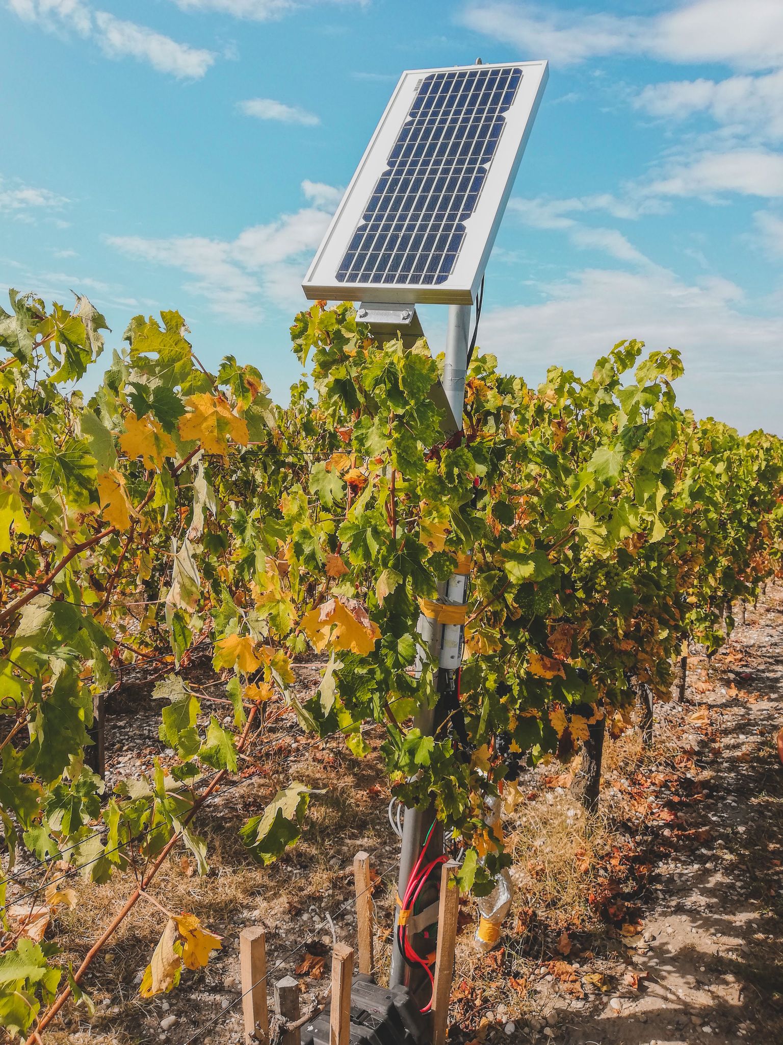 Solarpanel in Weinreben auf sonnigem Feld.