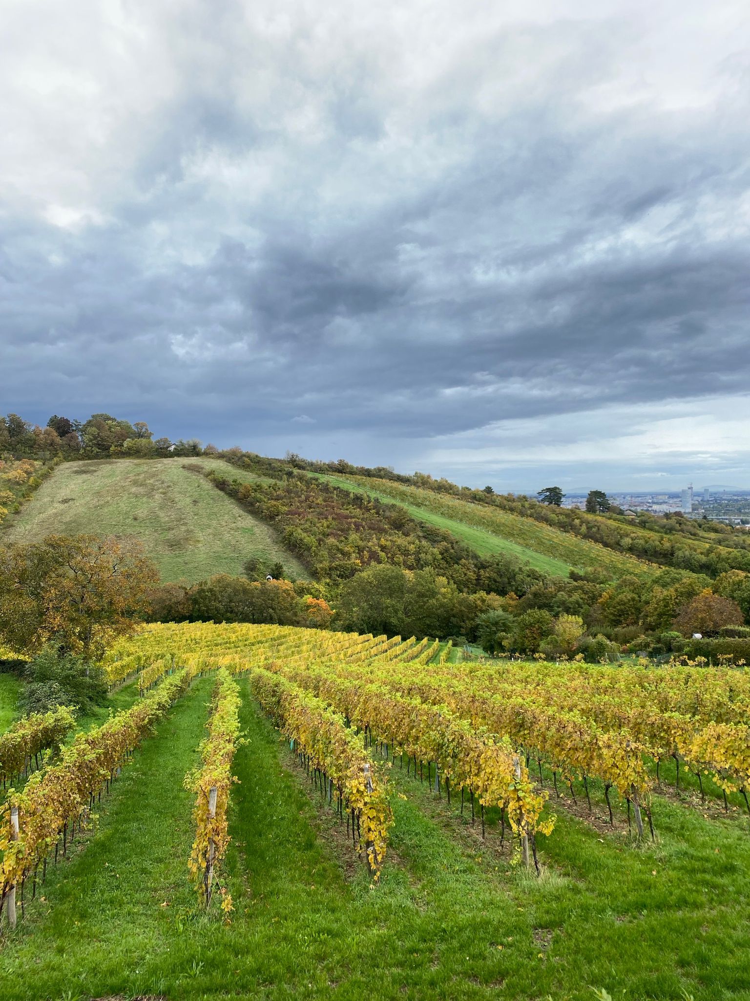 Weinberge mit goldgelben Reben unter bewölktem Himmel, malerische Hügellandschaft.