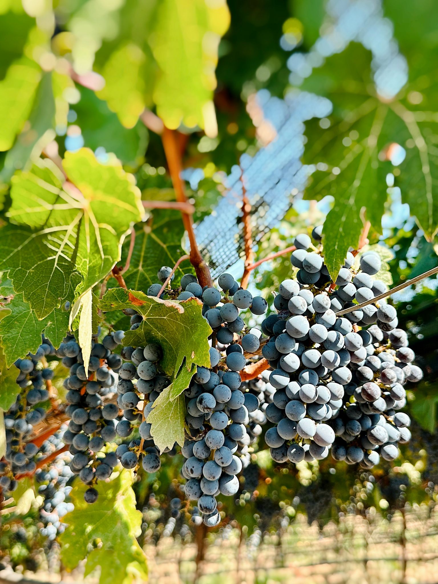 Reife Trauben hängen an grünen Weinreben in der Sonne.