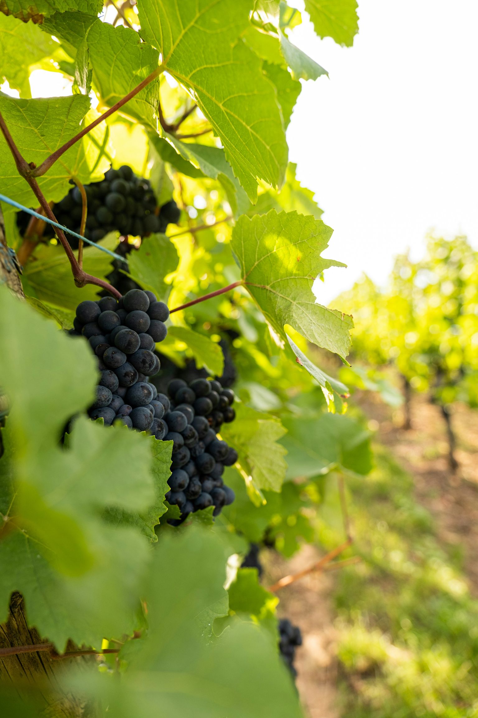 Reife Trauben hängen an grünen Weinreben in sonniger Weinberglandschaft.