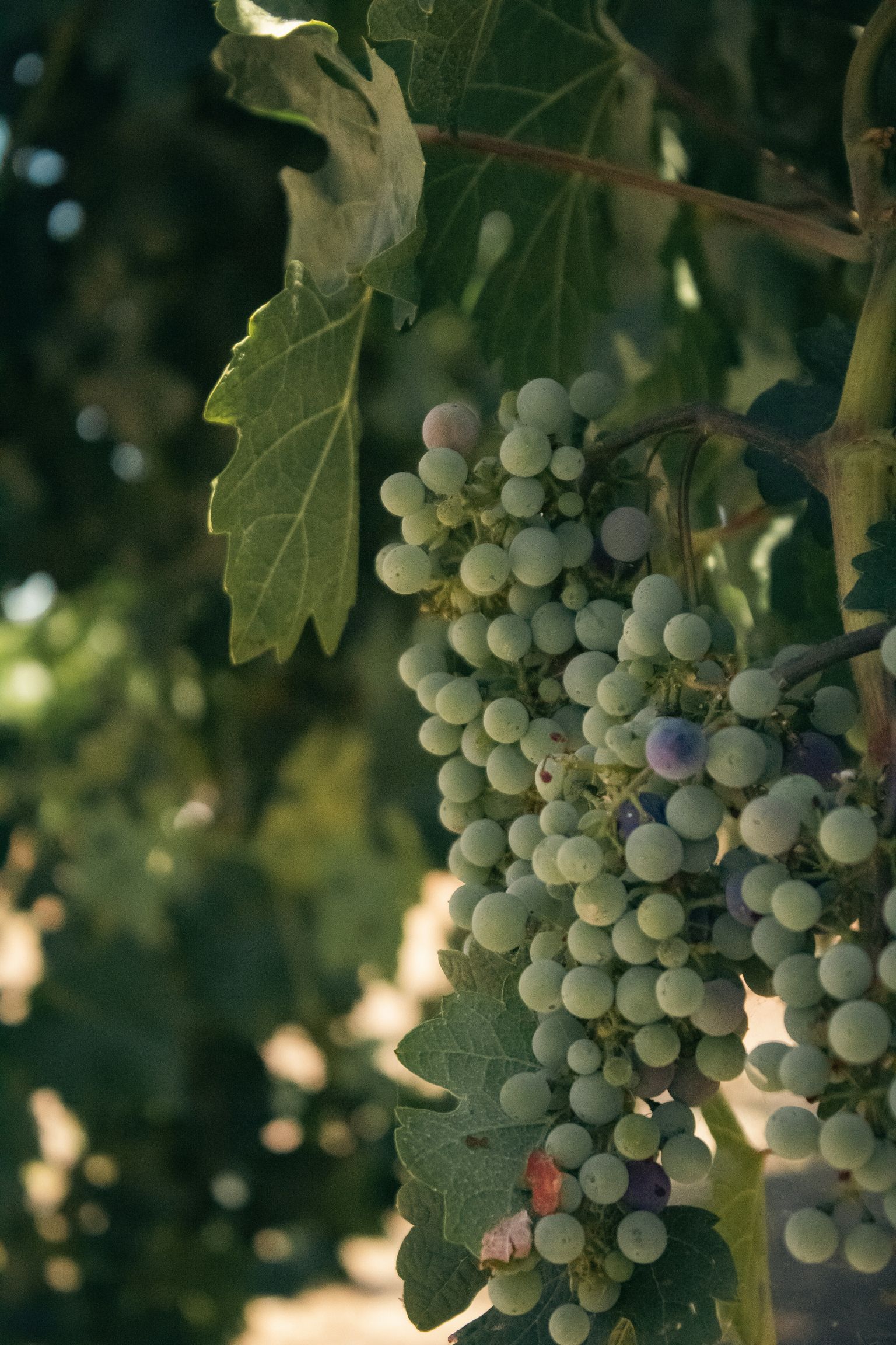 Reife Trauben hängen an einem sonnenbeschienenen Weinstock mit grünen Blättern.