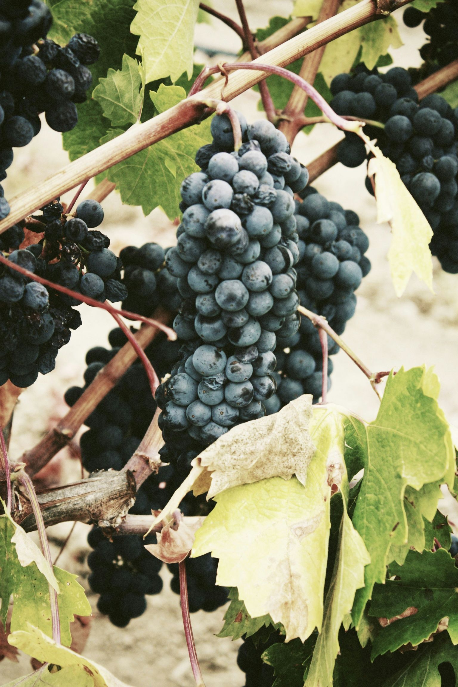 Reife Trauben hängen an einer Weinrebe mit grünen Blättern.