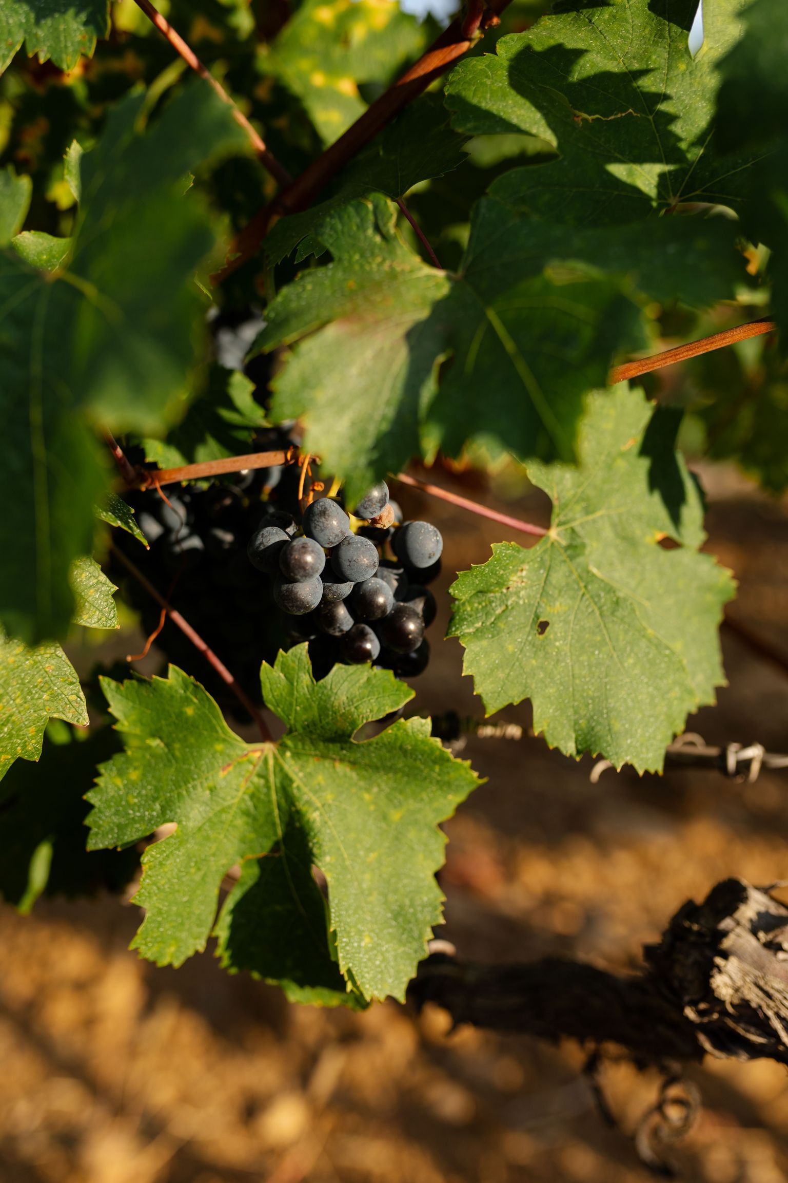 Reife Trauben hängen an grünen Weinreben in der Sonne.