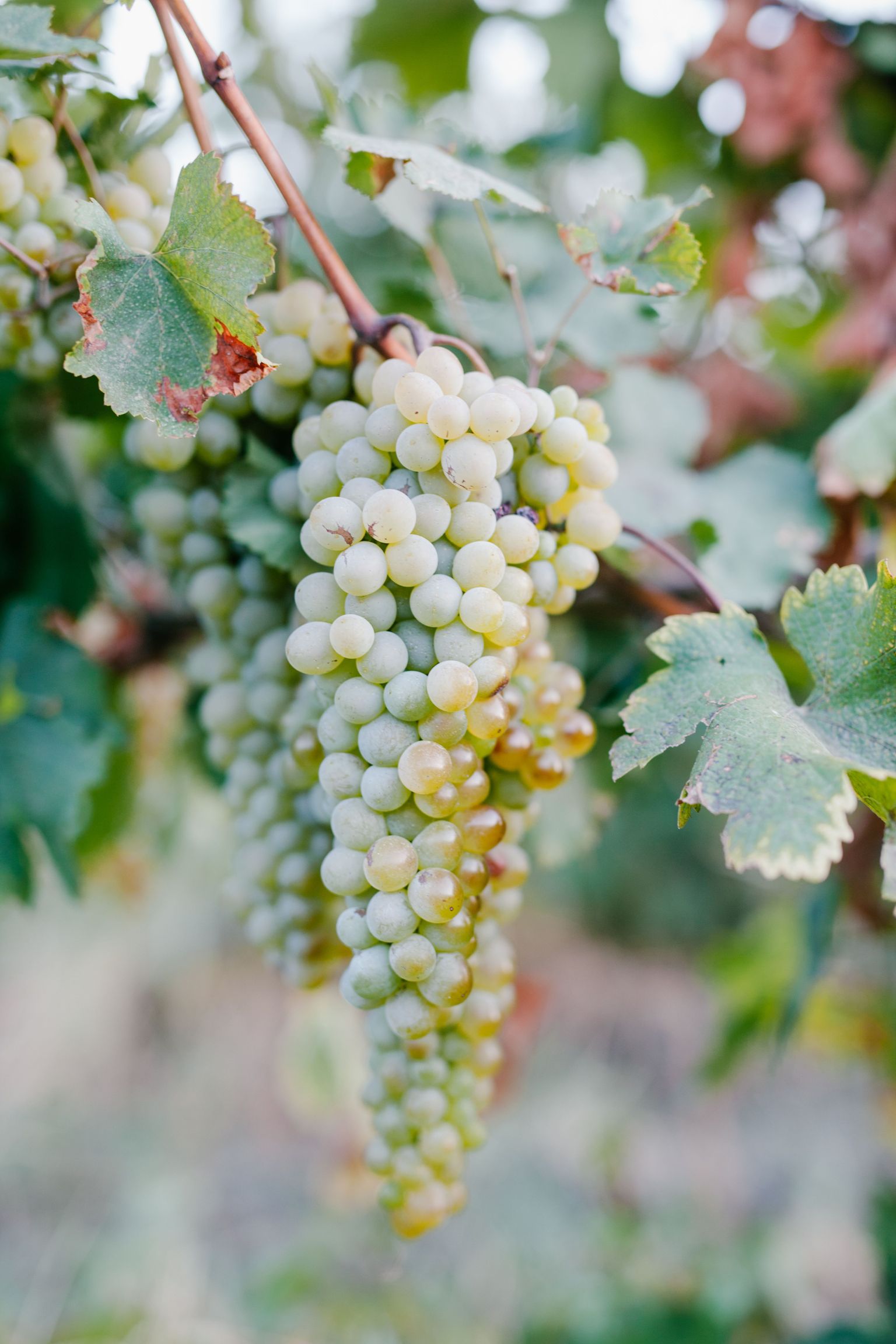 Frische, weiße Weinbeeren hängen an grünen Reben mit Blättern.
