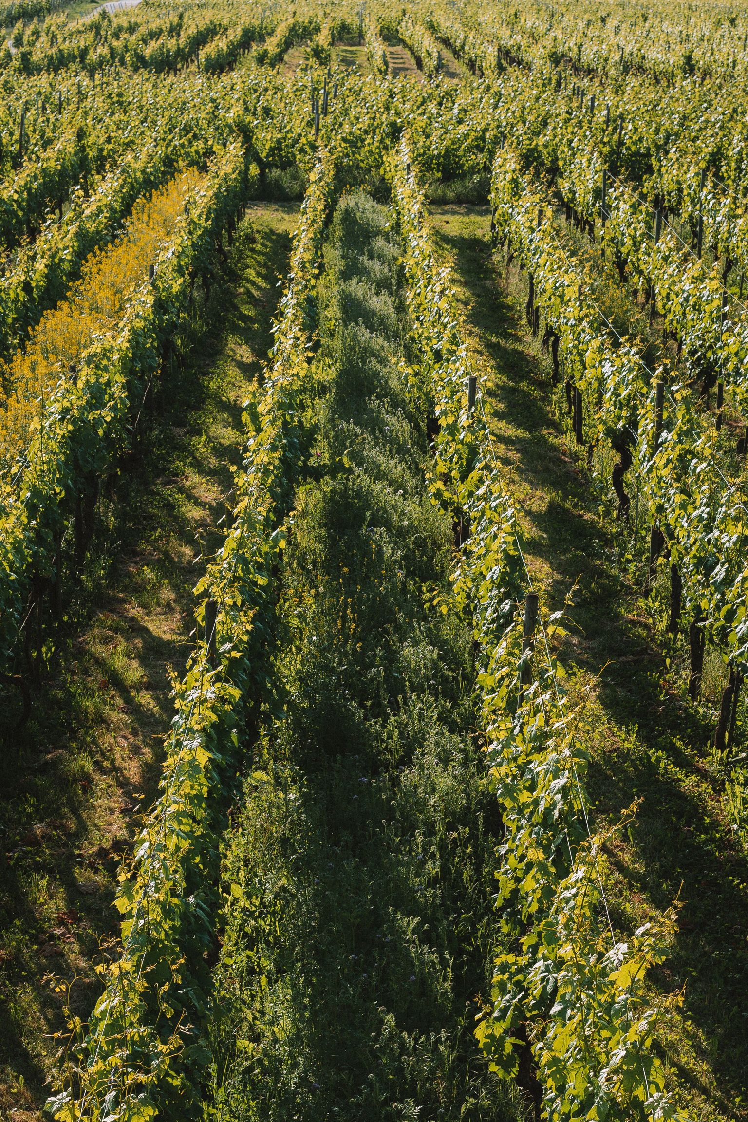 Aussicht auf geordnete Weinreben in sonnenbeschienenen Weinbergen mit klaren Reihen.