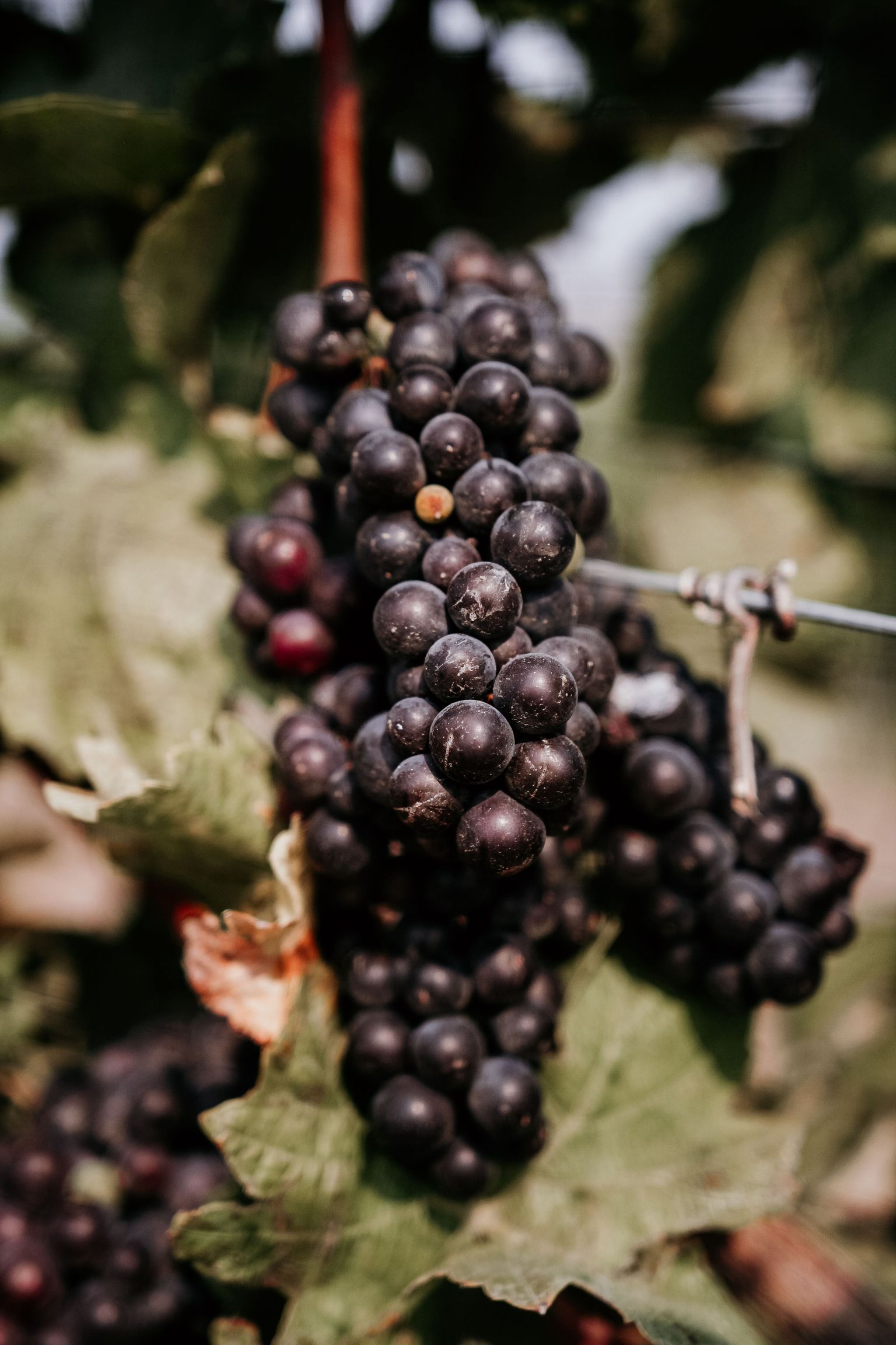 Reife Trauben hängen an der Weinrebe mit grünen Blättern.