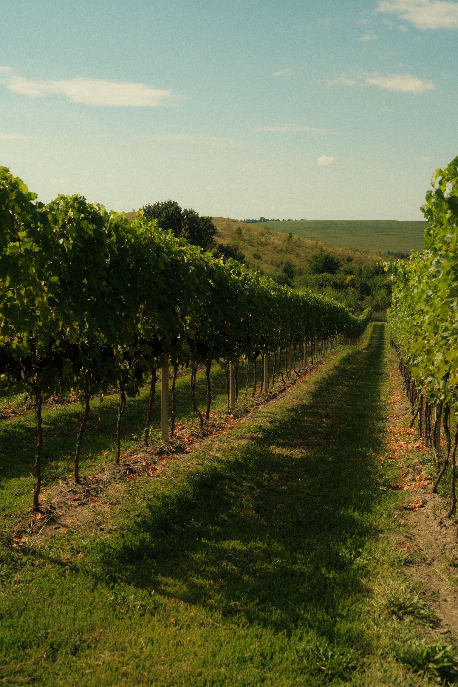 Weinberg mit gepflegten Reben und sonniger Landschaft, ruhige Naturidylle.