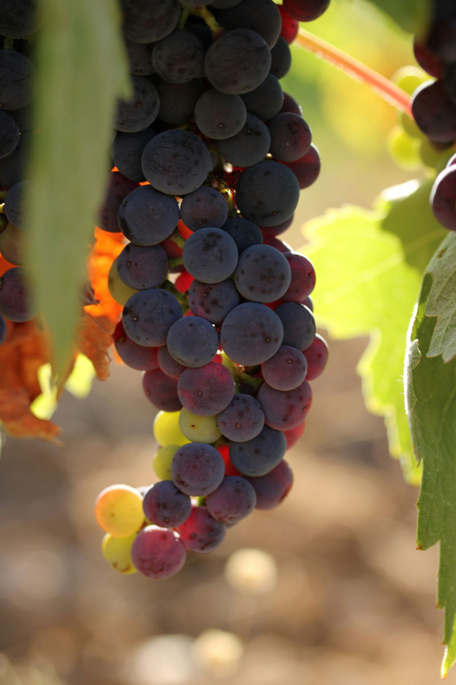 Reife Trauben hängen sonnenbeschienen an der Weinrebe, frisch und lila schimmernd.