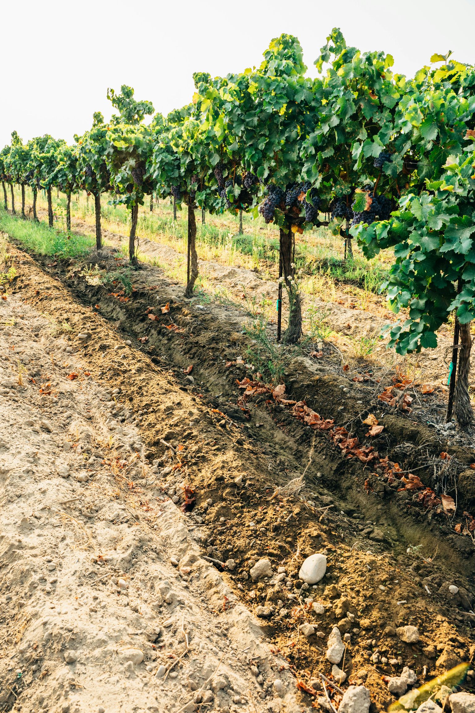 Reihenweise Weinreben mit grünen Blättern und Trauben auf bearbeitetem Weinbergboden.