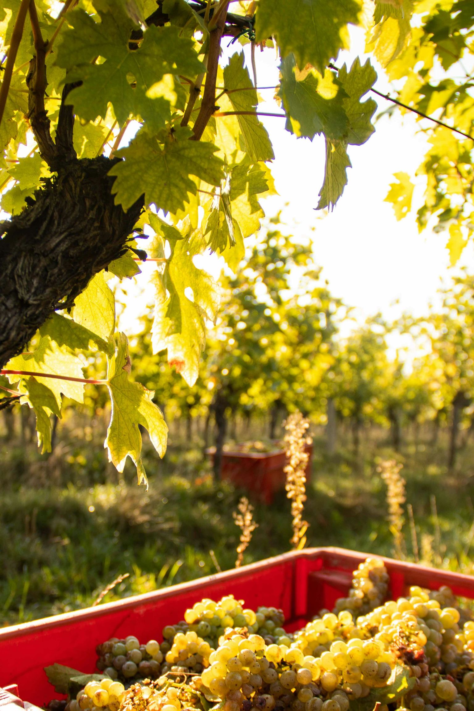 Reife Weintrauben in rotem Sammelkorb unter Weinreben bei Sonnenlicht.