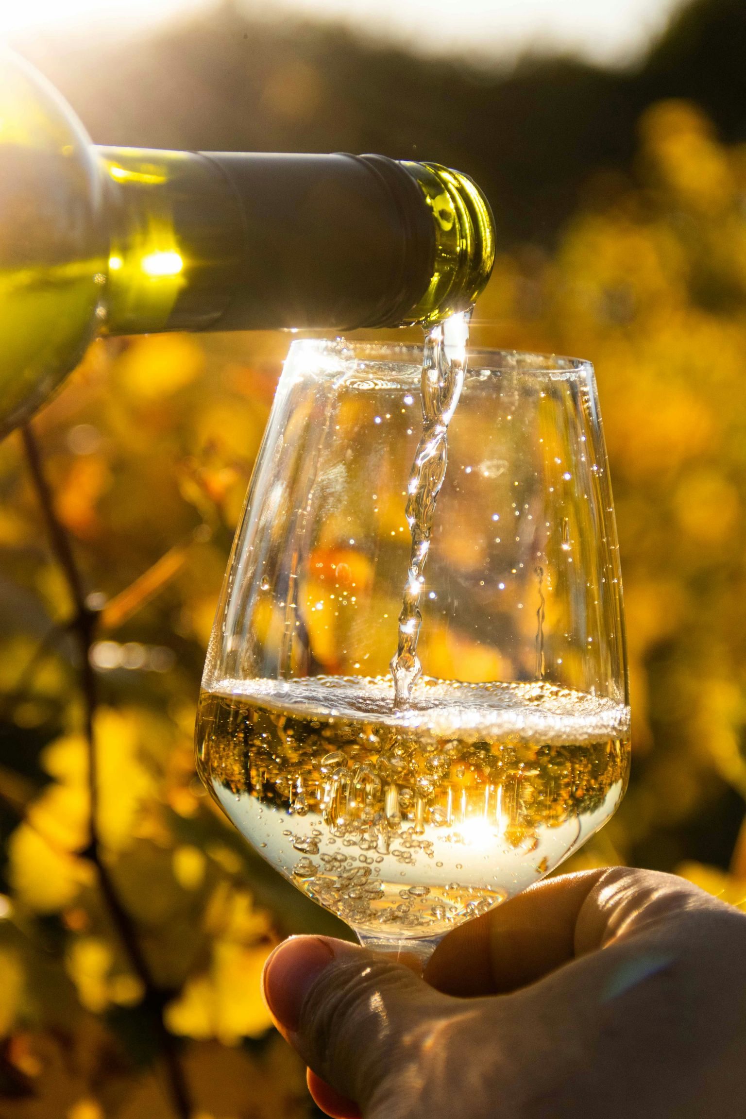 Wein wird aus einer Flasche in ein Glas im Sonnenlicht der Weinberge gegossen.