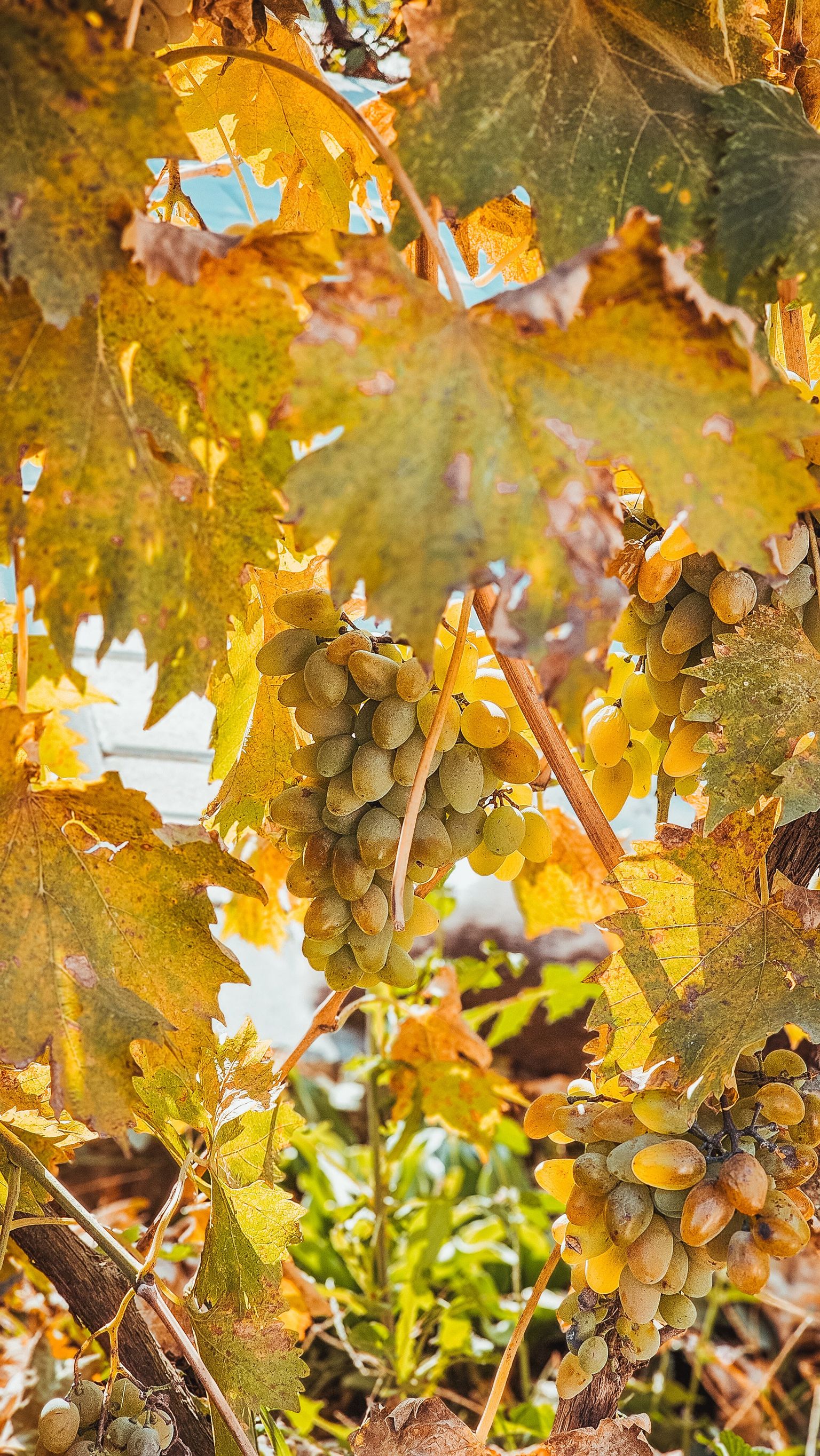 Reife Trauben an vergilbten Weinreben im Herbstlicht.