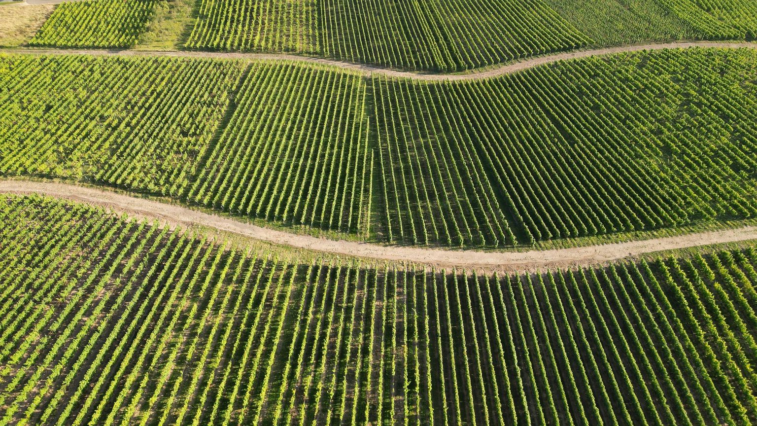 Aerial view: Geordnete Weinreben in terrassierten Reihen auf grünem Hügel.