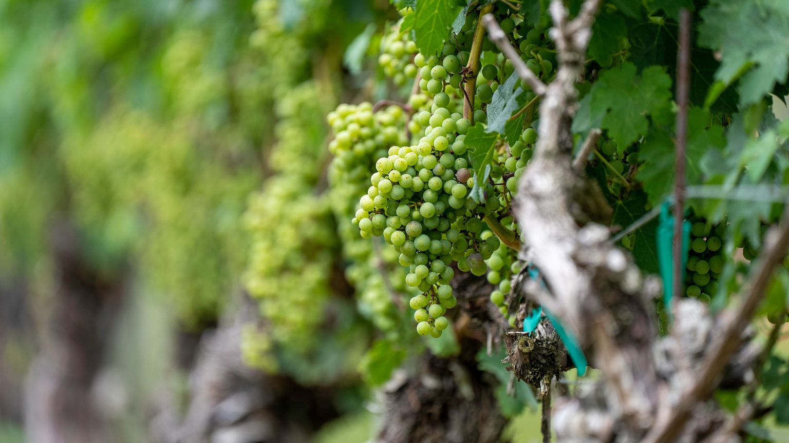 Reife Weintrauben an grünen Reben im Weinberg, sonnenbeschienen.
