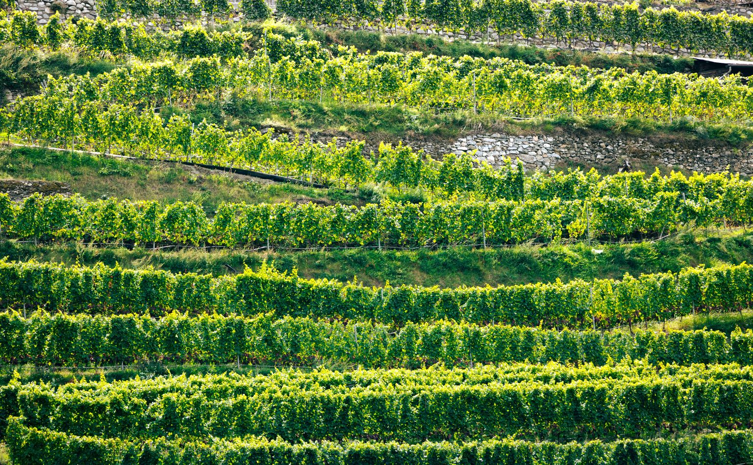 Übersicht über geordnete, grüne Reben in terrassierten Weinbergen.