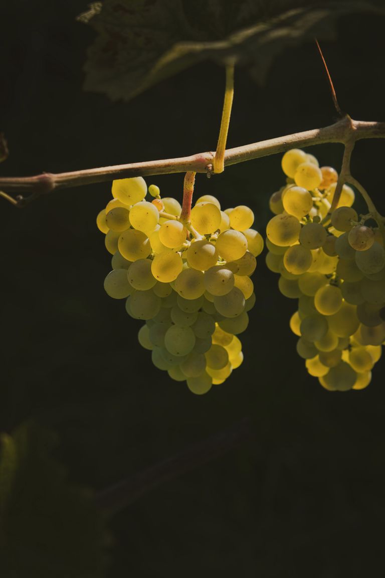 Reife Trauben hängen sonnenbeschienen an einem Weinstock, frisch und grünlich-gelb.