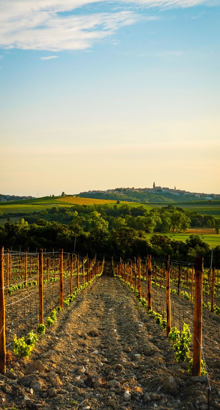 Weinberg mit Reben bei Sonnenuntergang, malerische Landschaft mit Hügeln im Hintergrund.